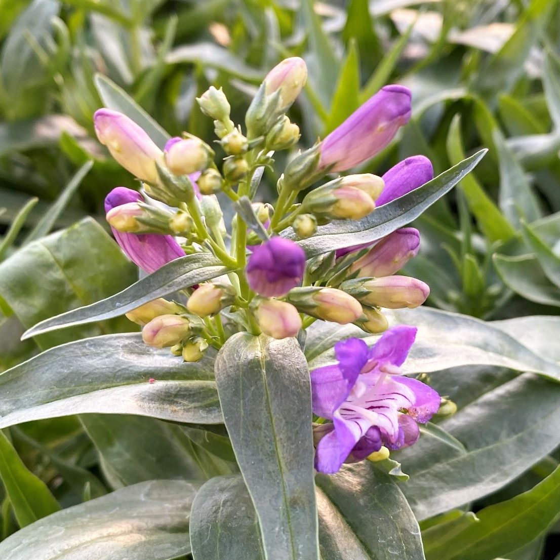 Penstemon barbatus Rock Candy Blue 1G