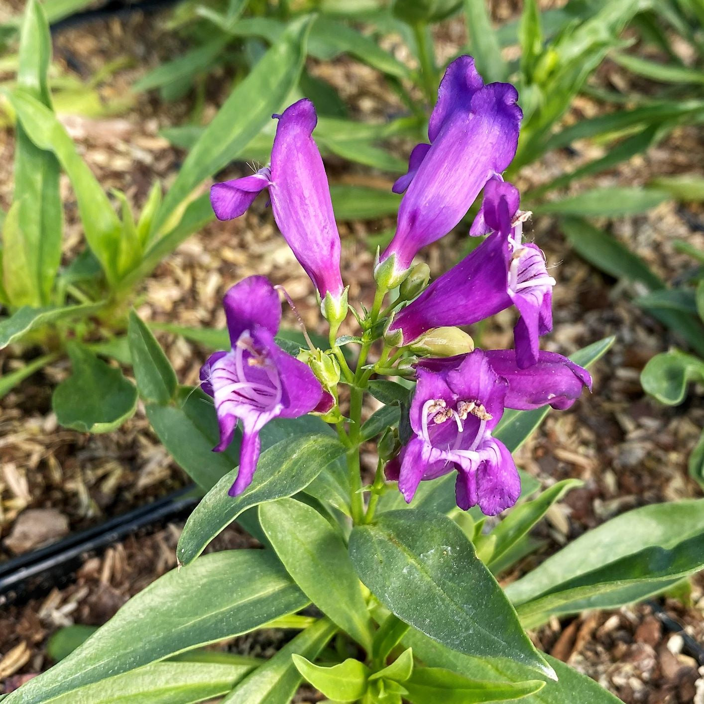 Penstemon barbatus Rock Candy Blue 1G