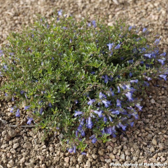 Penstemon caespitosus Wagon Wheel 1Q