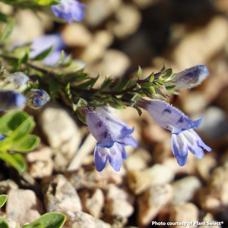Penstemon caespitosus Wagon Wheel 1Q