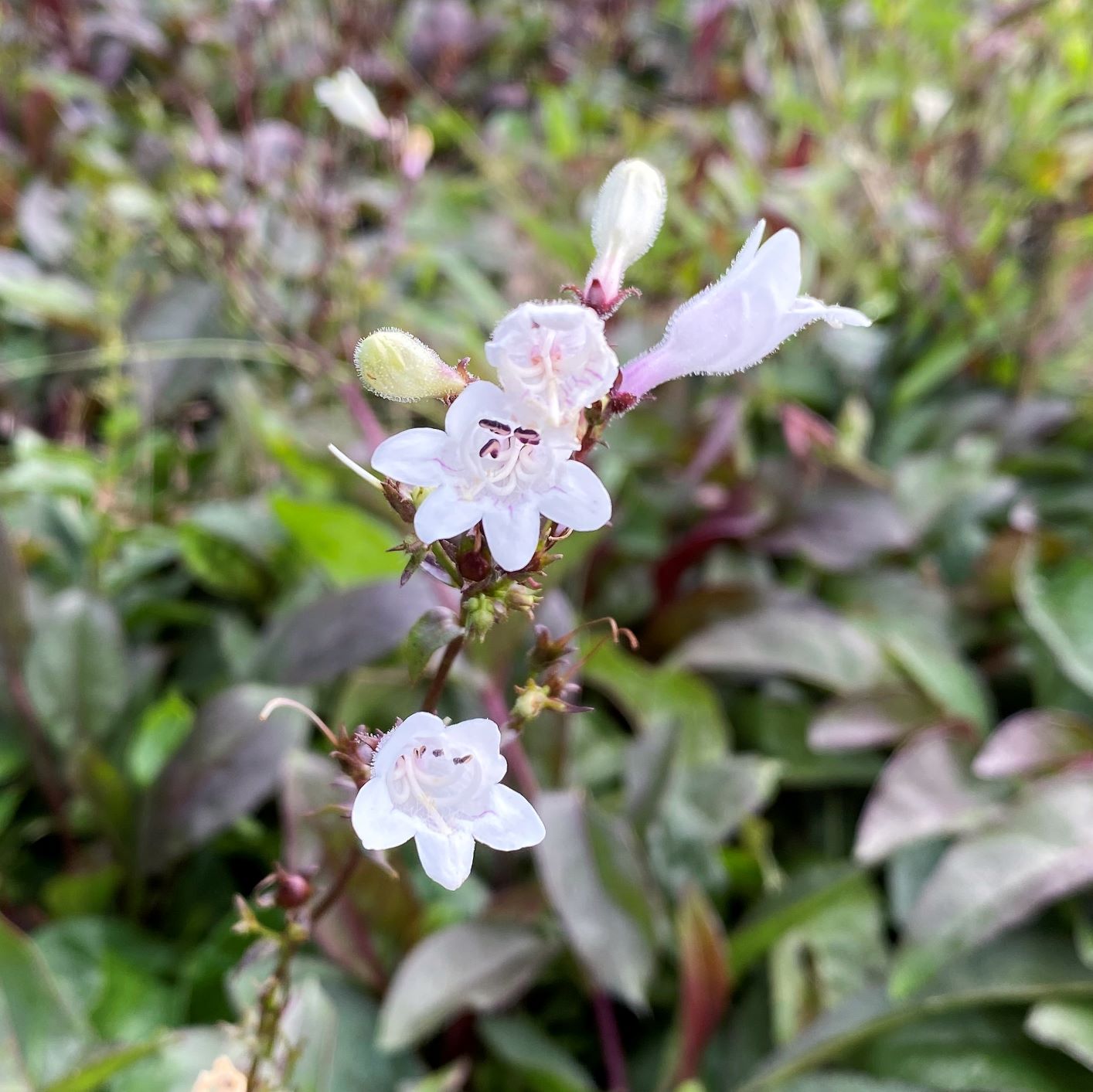 Penstemon digitalis Husker Red 1Q