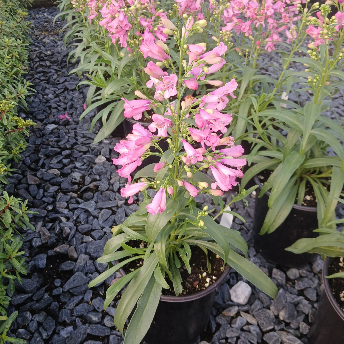Penstemon Rock Candy Pink Improved 1G
