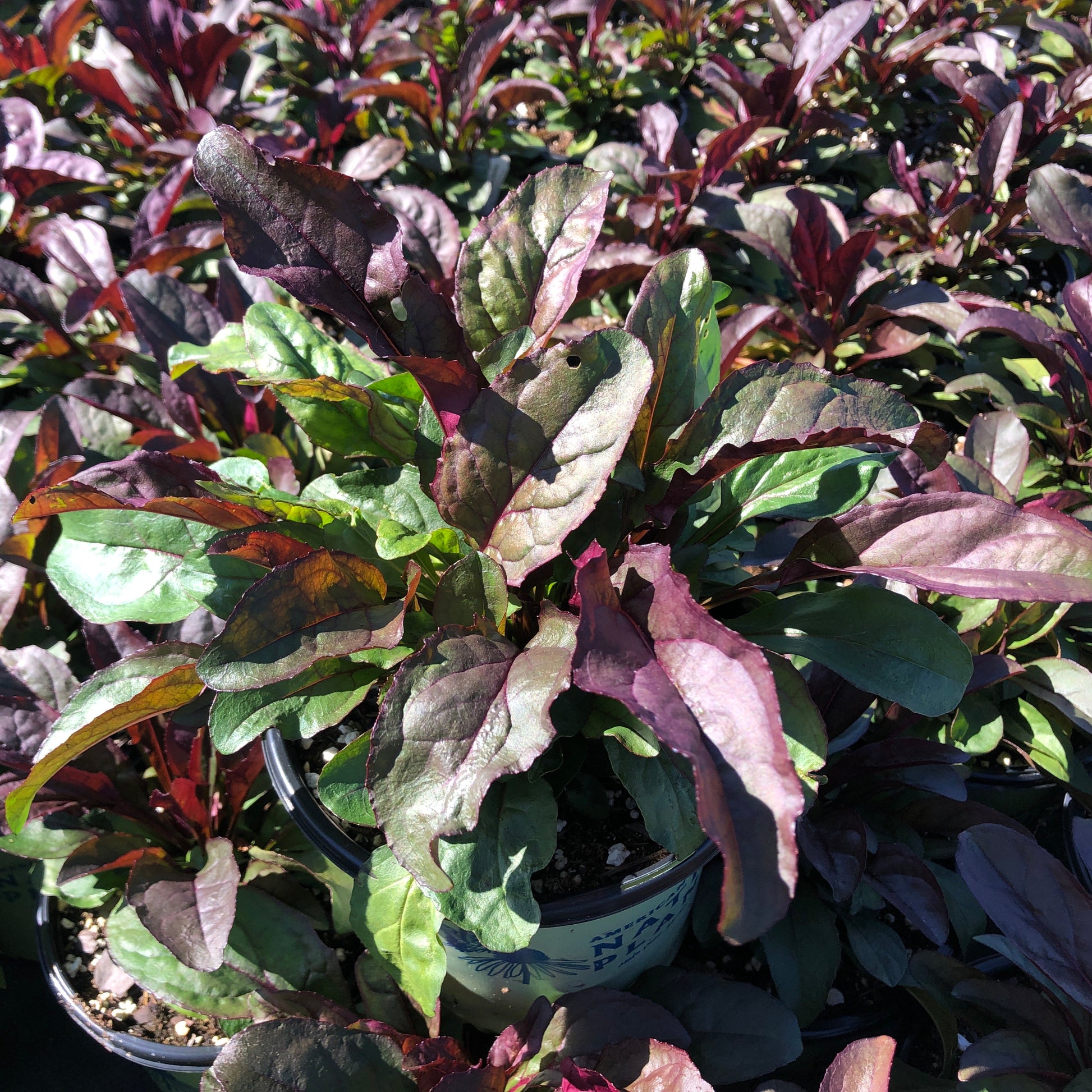 Penstemon digitalis Husker Red 1Q