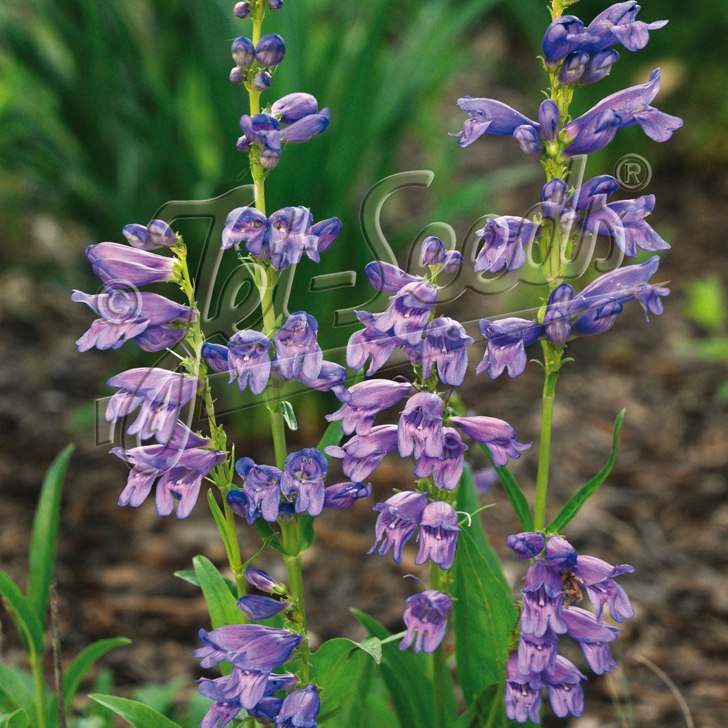 Penstemon strictus Rocky Mountain 3.25"