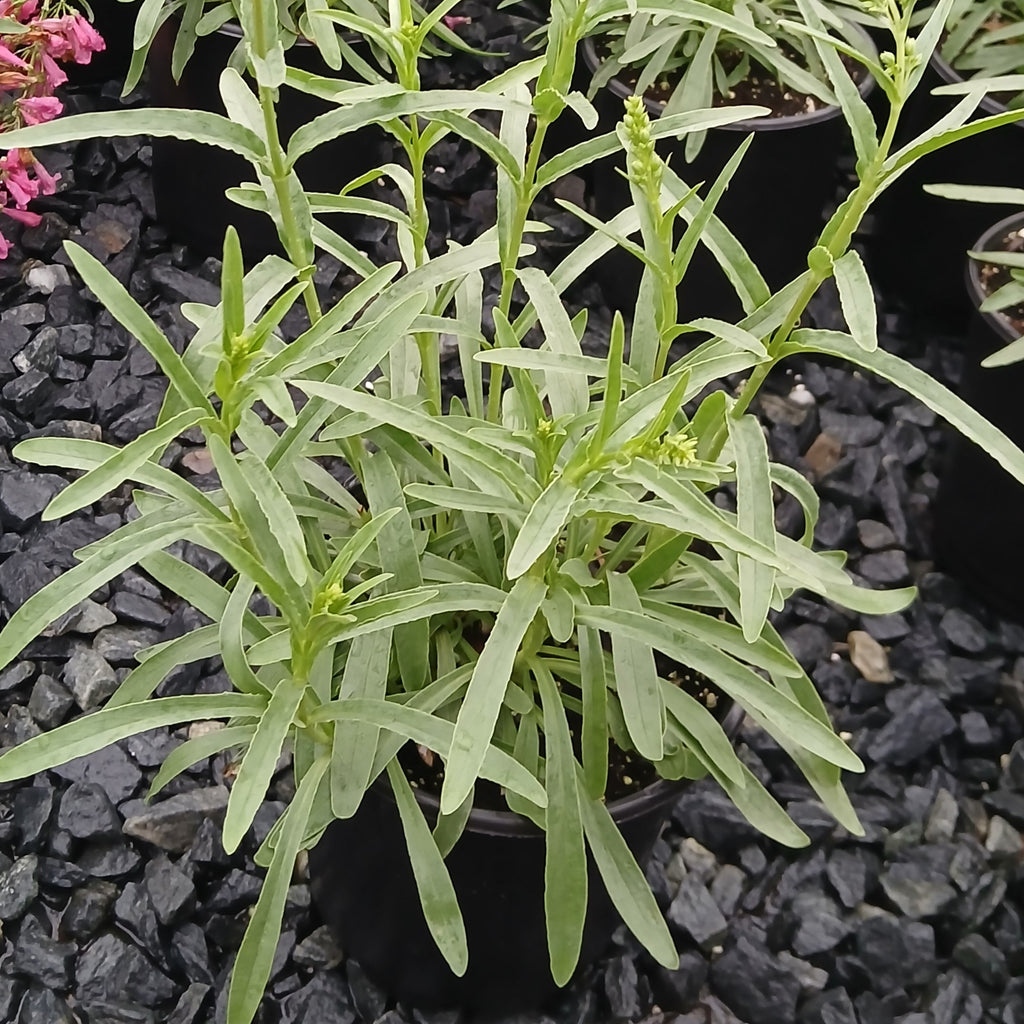 Penstemon barbatus Coral Baby 1G