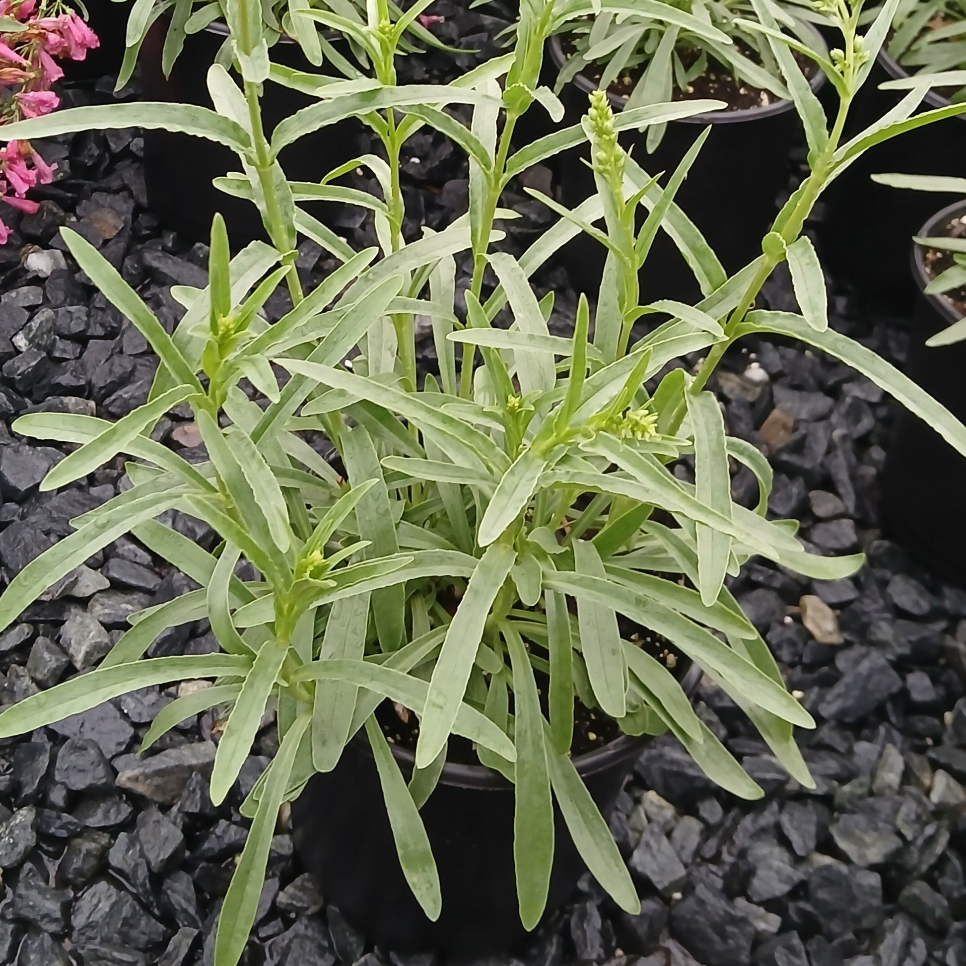 Penstemon barbatus Coral Baby 1G