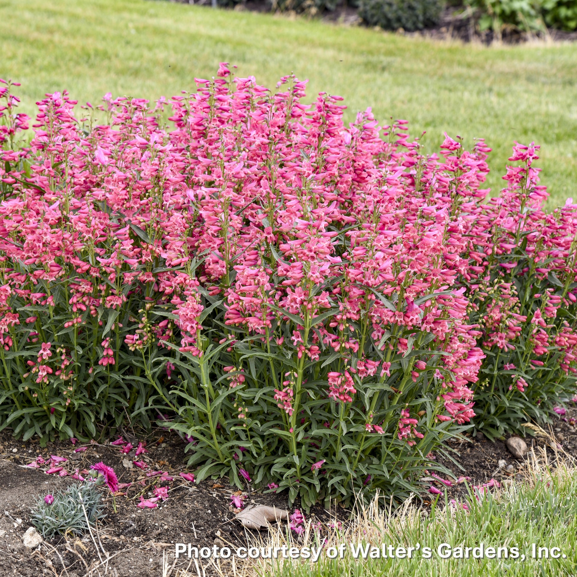 Penstemon barbatus Pink Pearls 1G