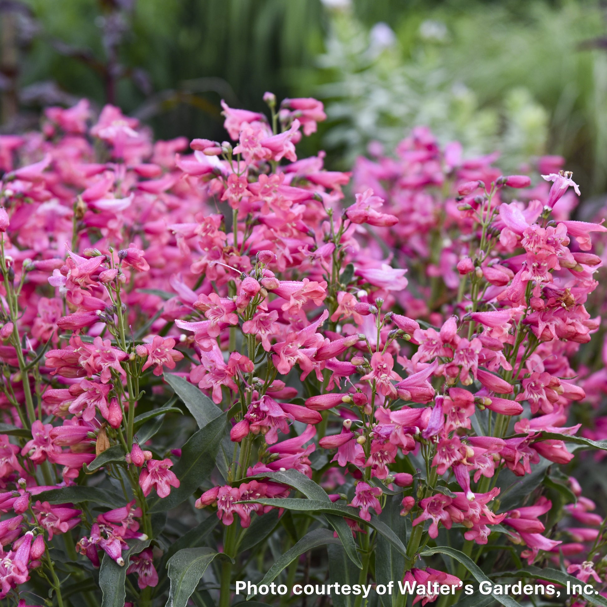 Penstemon barbatus Pink Pearls 1G