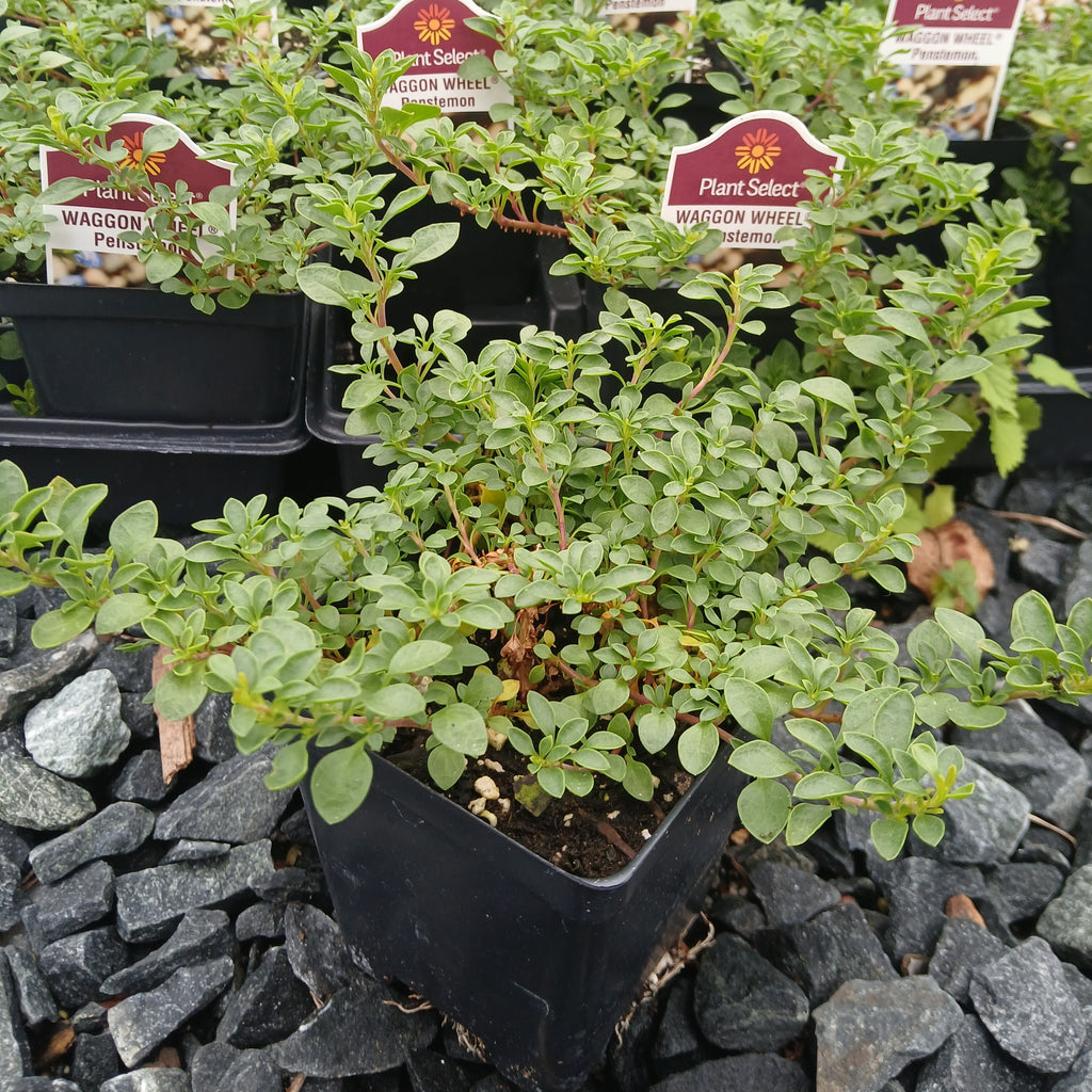 Penstemon caespitosus Wagon Wheel 3.25"