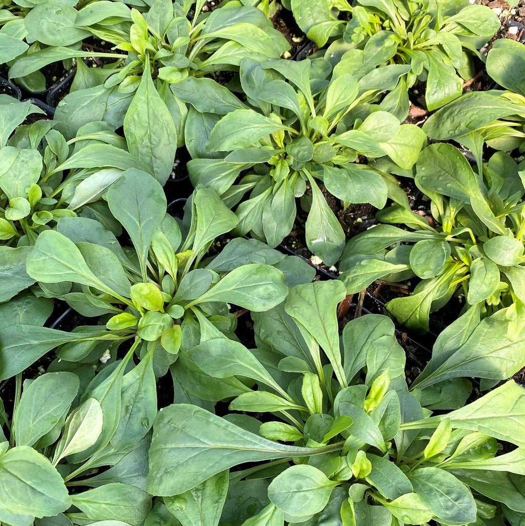 Penstemon hirsutus var. pygmaeus 1Q
