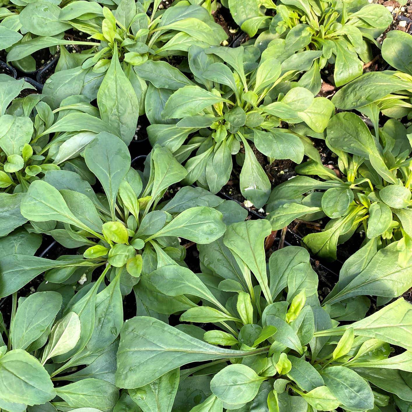 Penstemon hirsutus var. pygmaeus 1Q