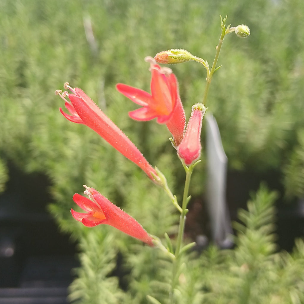Penstemon pinifolius 3.25"