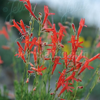 Penstemon pinifolius 3.25"