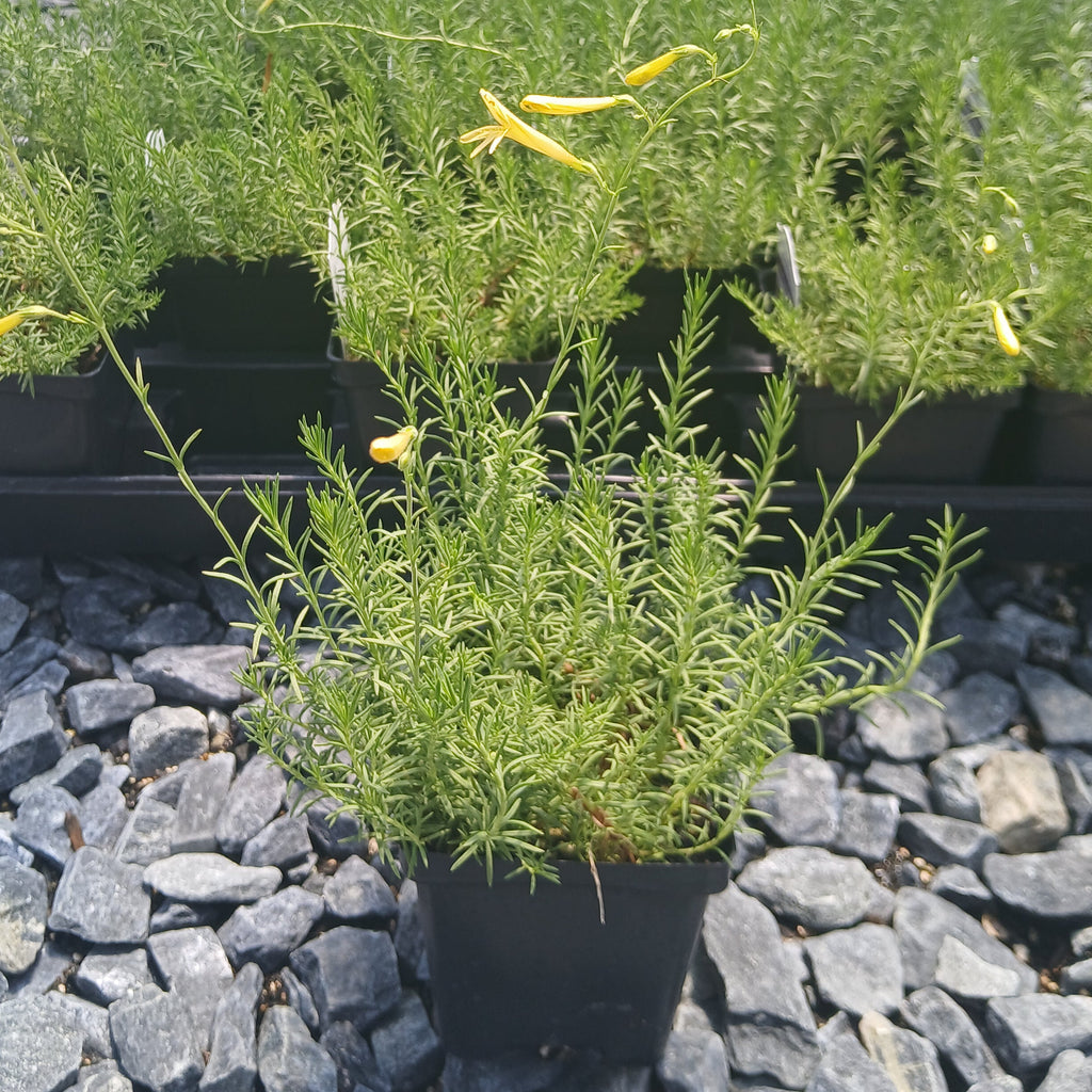 Penstemon pinifolius Mersea Yellow 3.25"