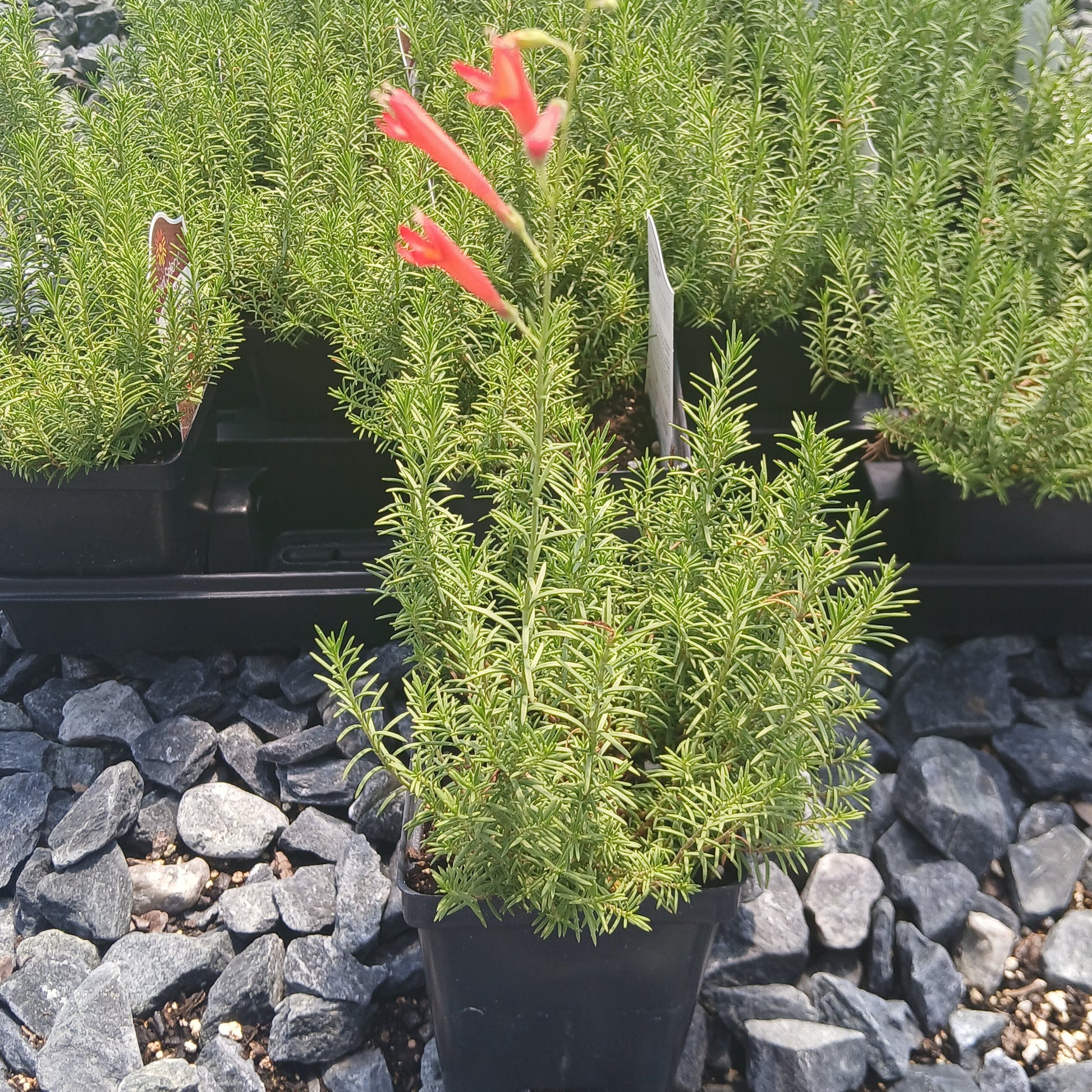 Penstemon pinifolius 3.25"