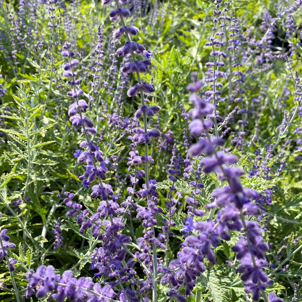 Perovskia atriplicifolia 1Q