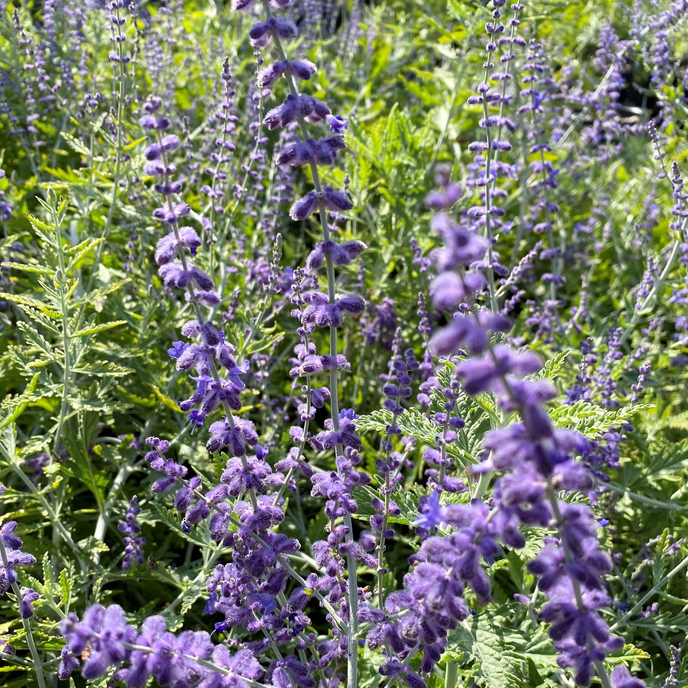 Perovskia atriplicifolia 1Q