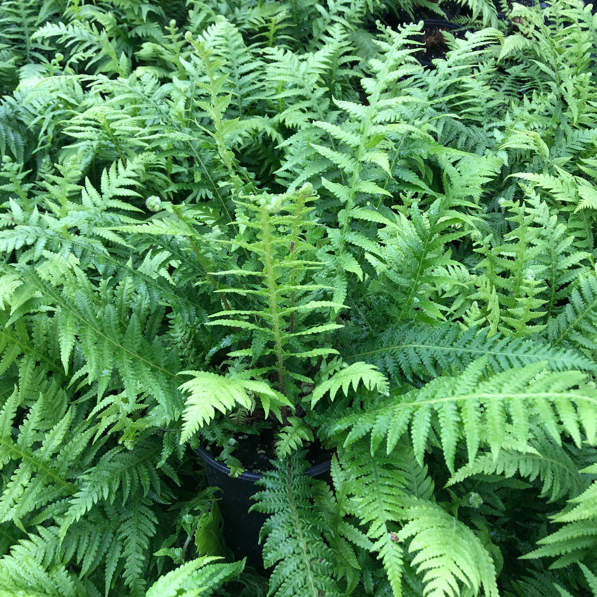 Japanese Beech Fern 1Q