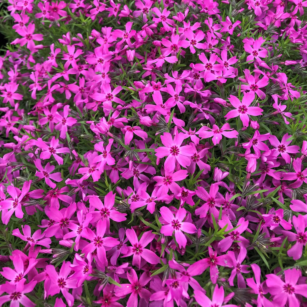 Phlox subulata Crimson Beauty 1Q