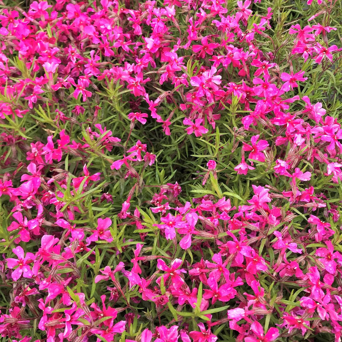 Phlox subulata Scarlet Flame 1Q