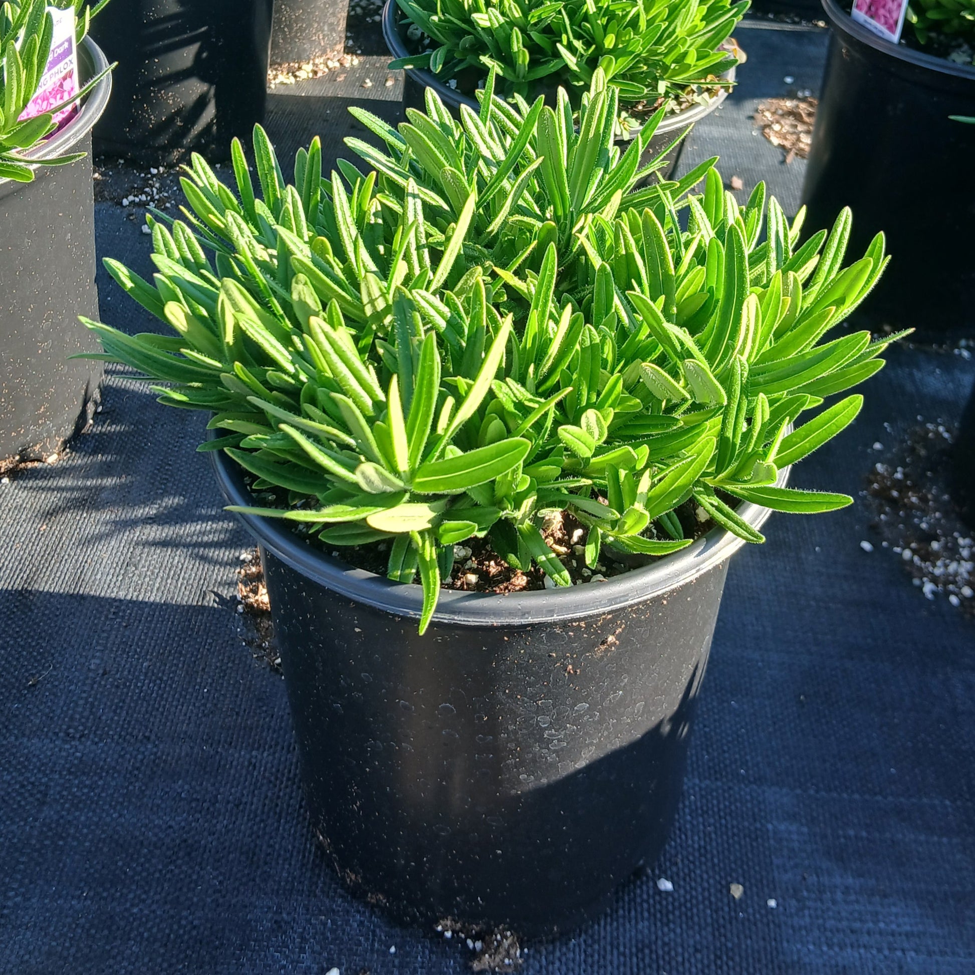 Phlox Candy Cloud Dark Pink 1G