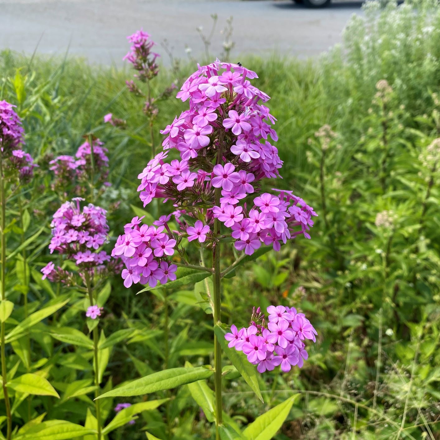 Phlox paniculata Jeana 1G
