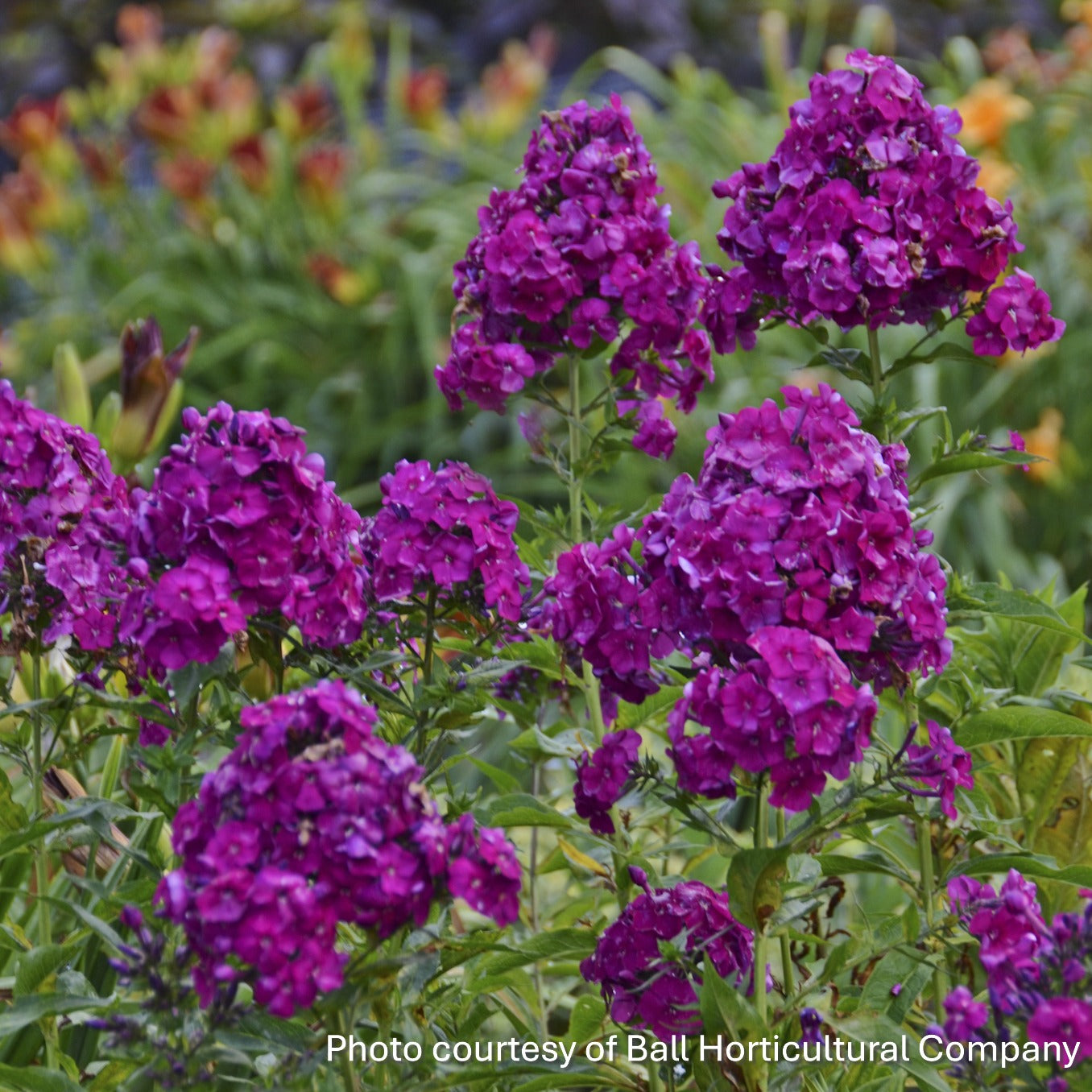 Phlox paniculata Nicky 1G