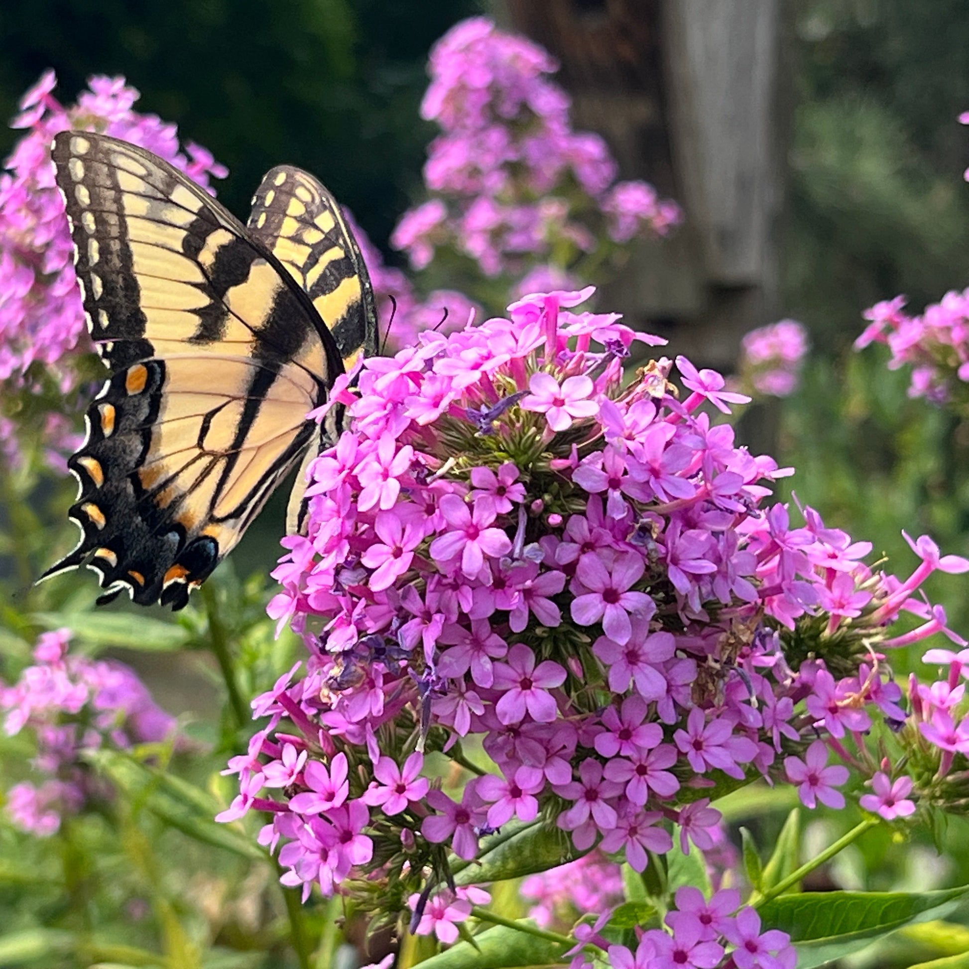 Phlox paniculata Jeana 1G