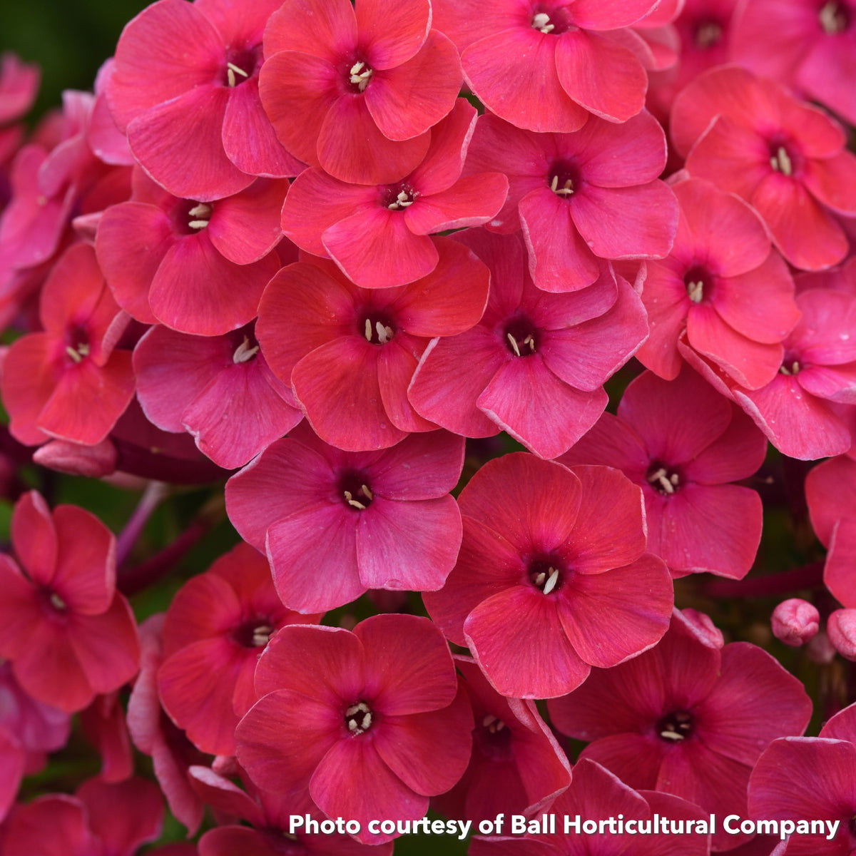Phlox paniculata Ka-Pow Soft Pink 1G