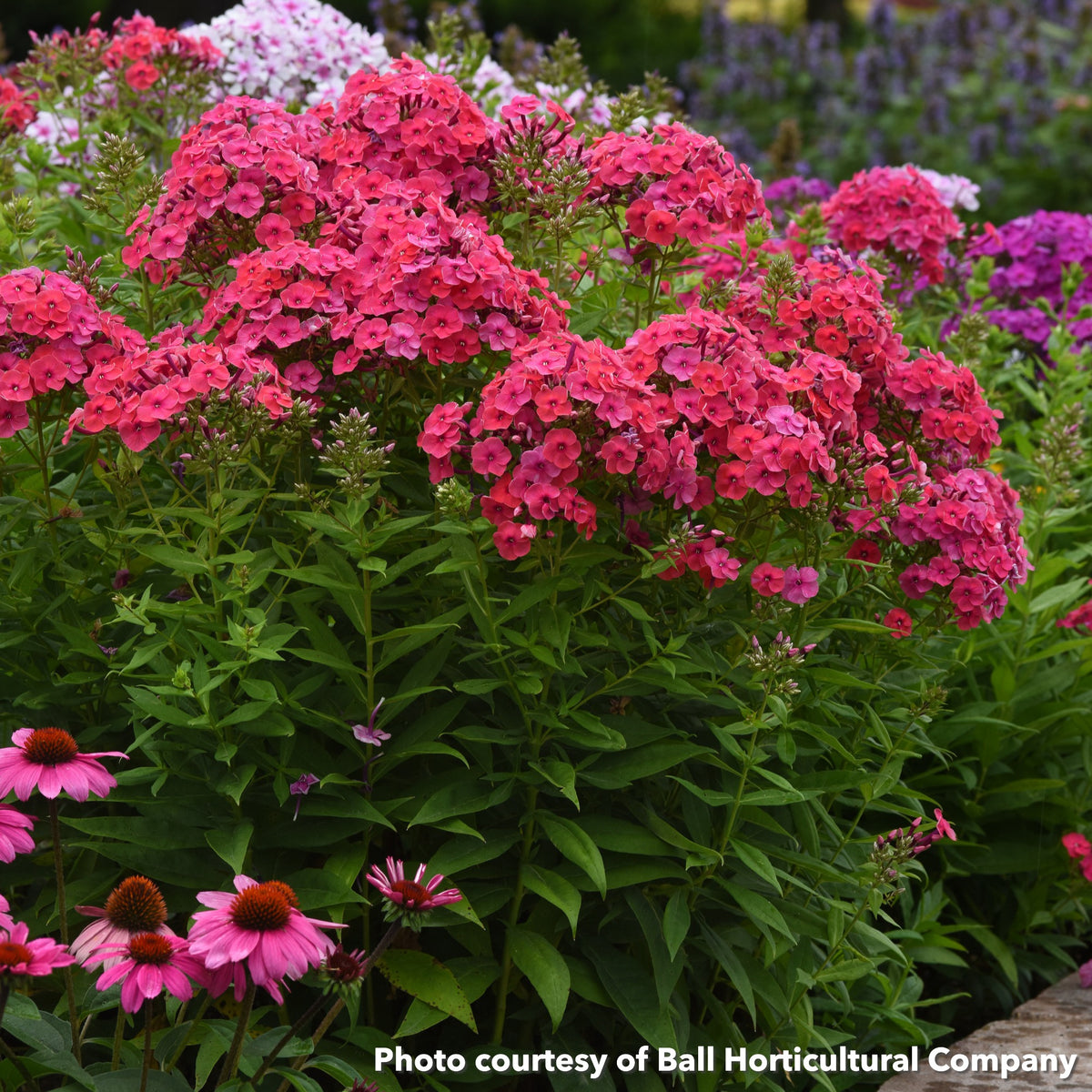 Phlox paniculata Ka-Pow Soft Pink 1G