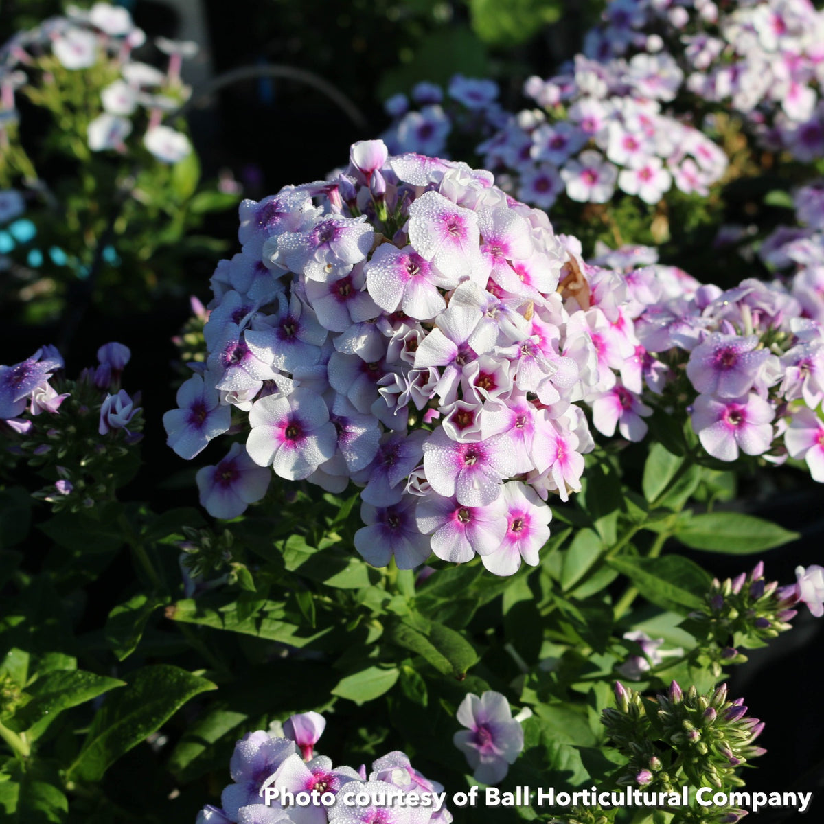 Phlox paniculata Ka-Pow White Bicolor 1G
