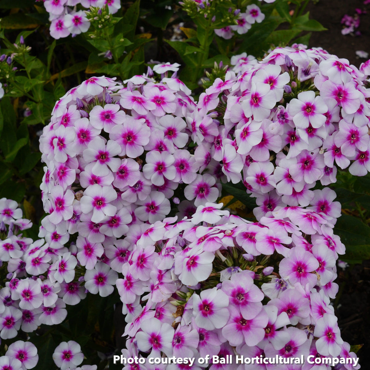 Phlox paniculata Ka-Pow White Bicolor 1G