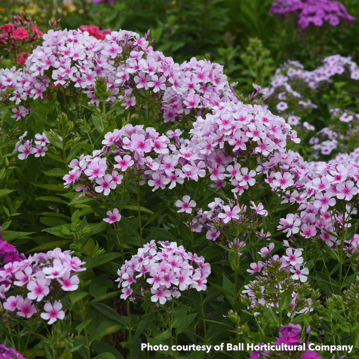 Phlox paniculata Ka-Pow White Bicolor 1G