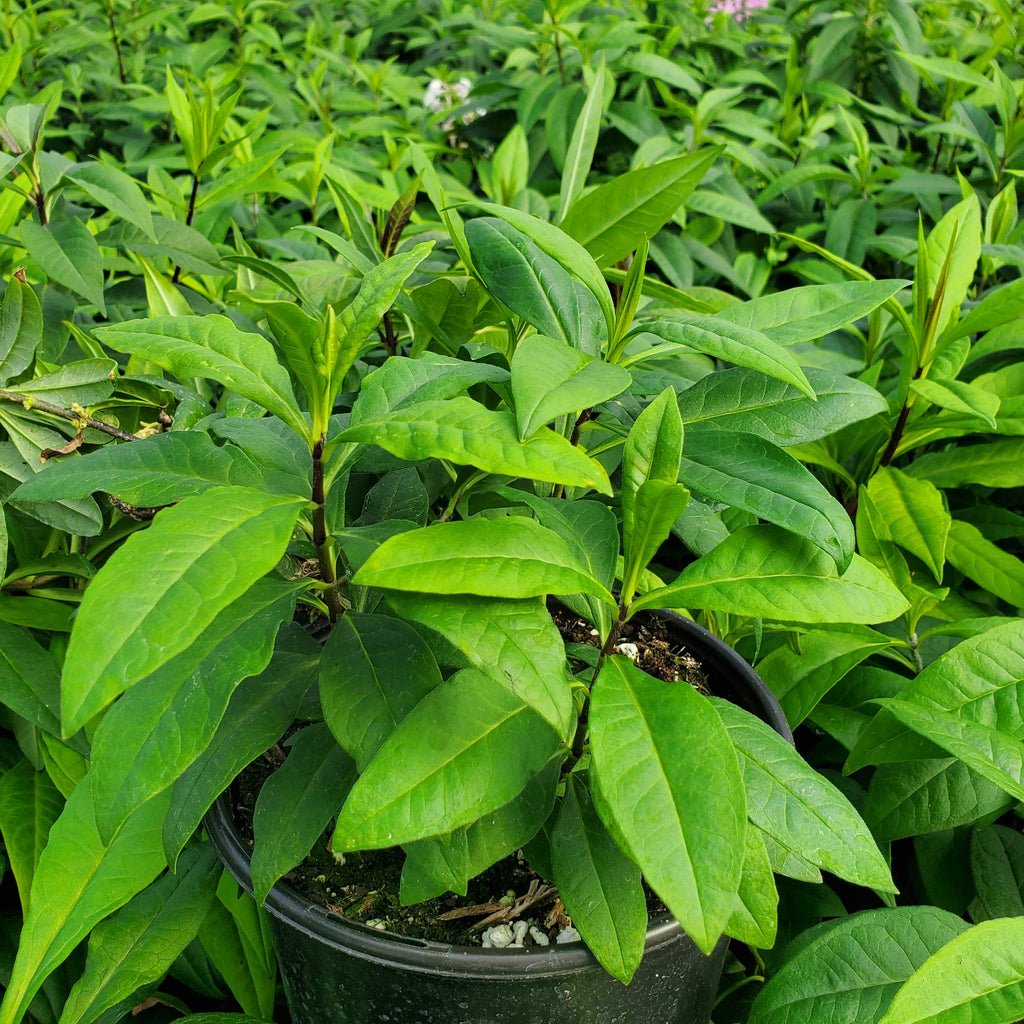 Phlox paniculata 1G