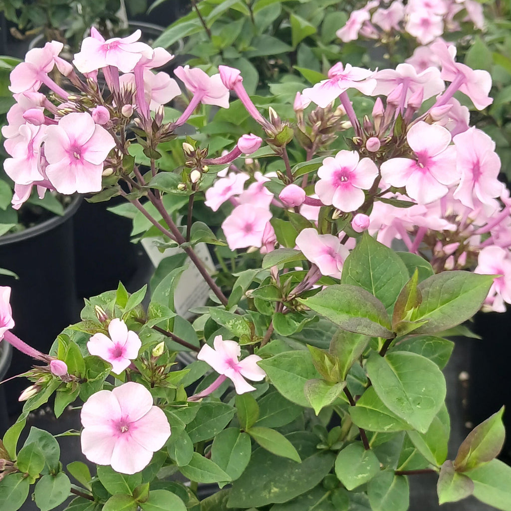Phlox paniculata Ka-Pow Soft Pink 1G