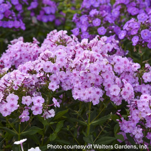 Phlox paniculata Uptown Girl 1G