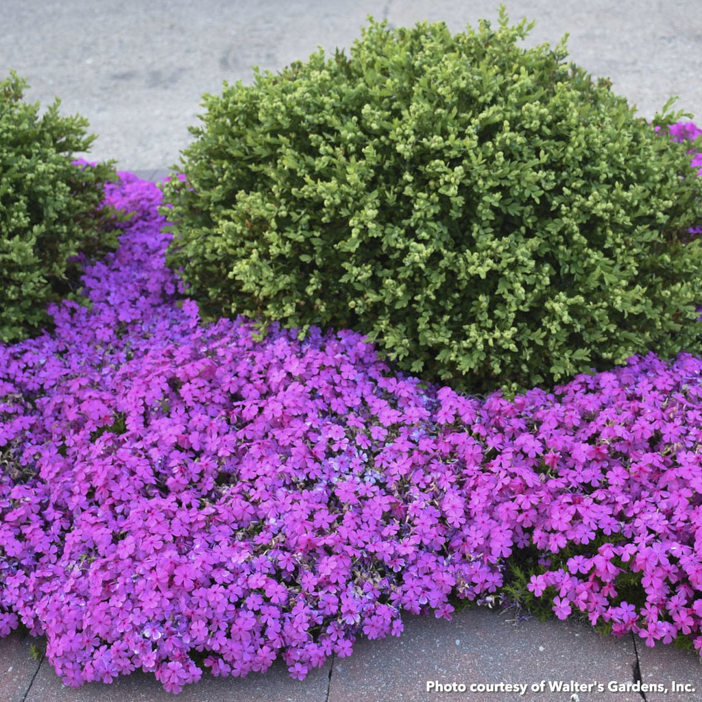 Phlox subulata Drummond's Pink 1Q