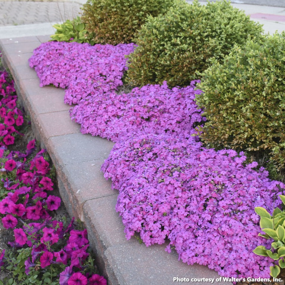 Phlox subulata Drummond's Pink 1Q