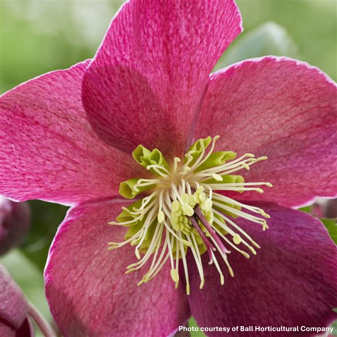 Helleborus Spring Sparkle Red 1G