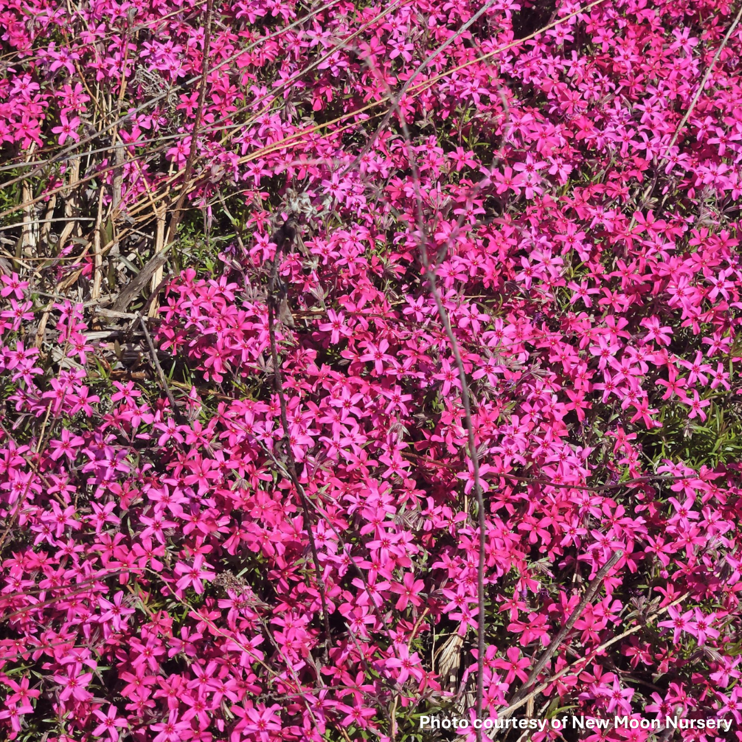 Phlox subulata Red Wings 1Q