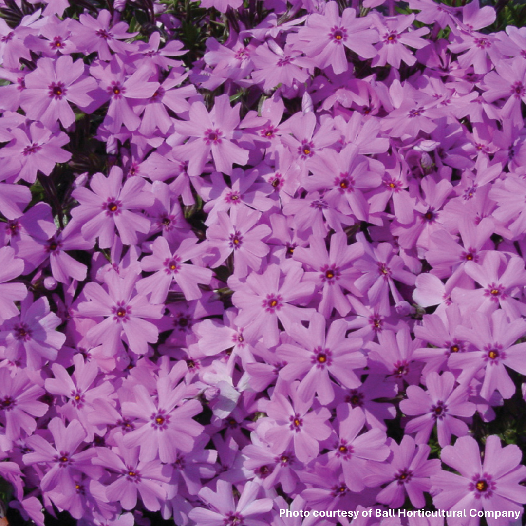 Phlox subulata Fort Hill 1Q