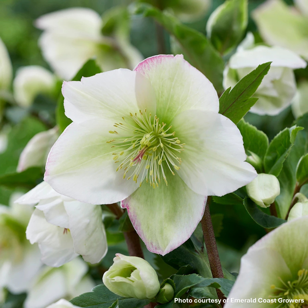 Helleborus Winter Sparkle White Blush 1G