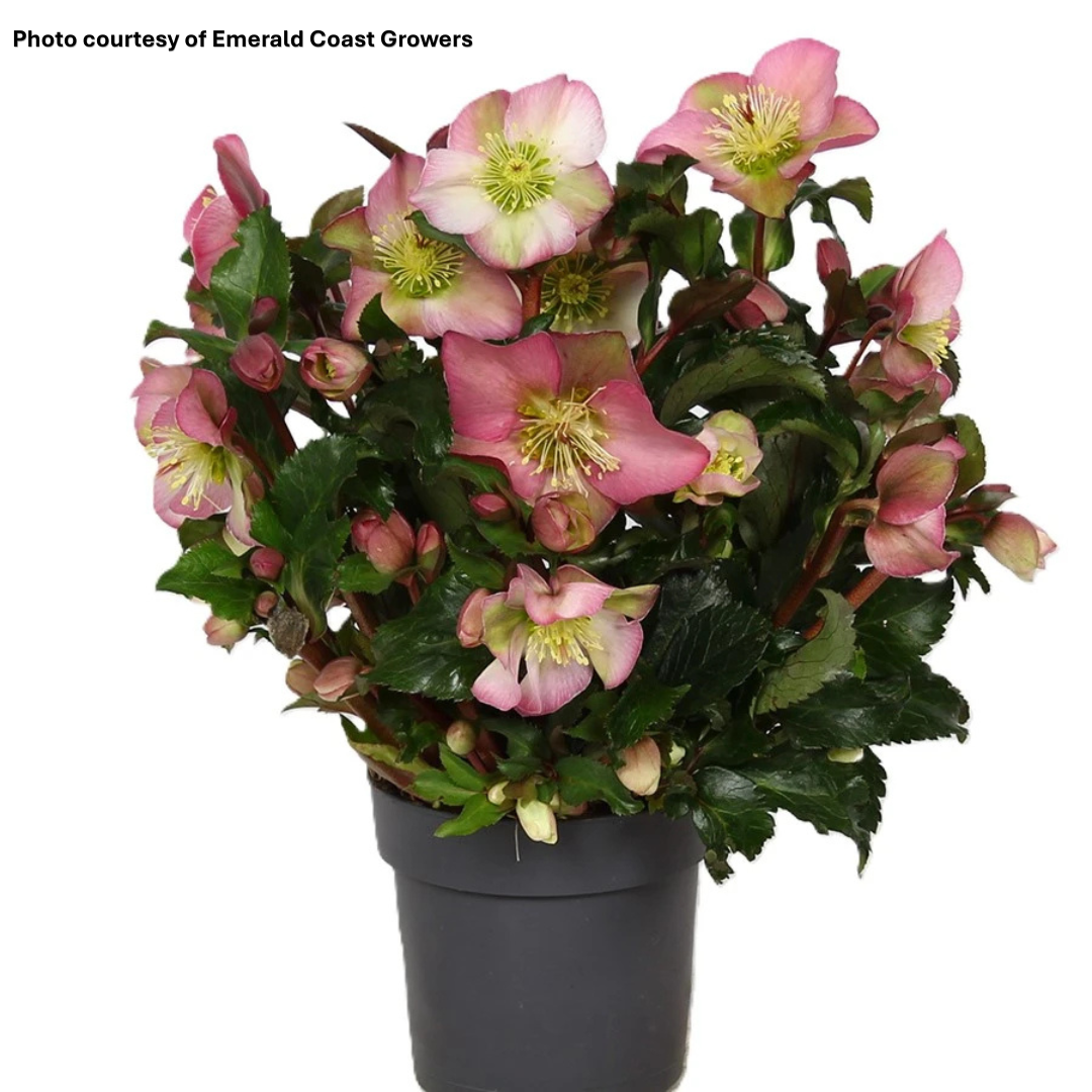 Helleborus Winter Sparkle White Blush 1G