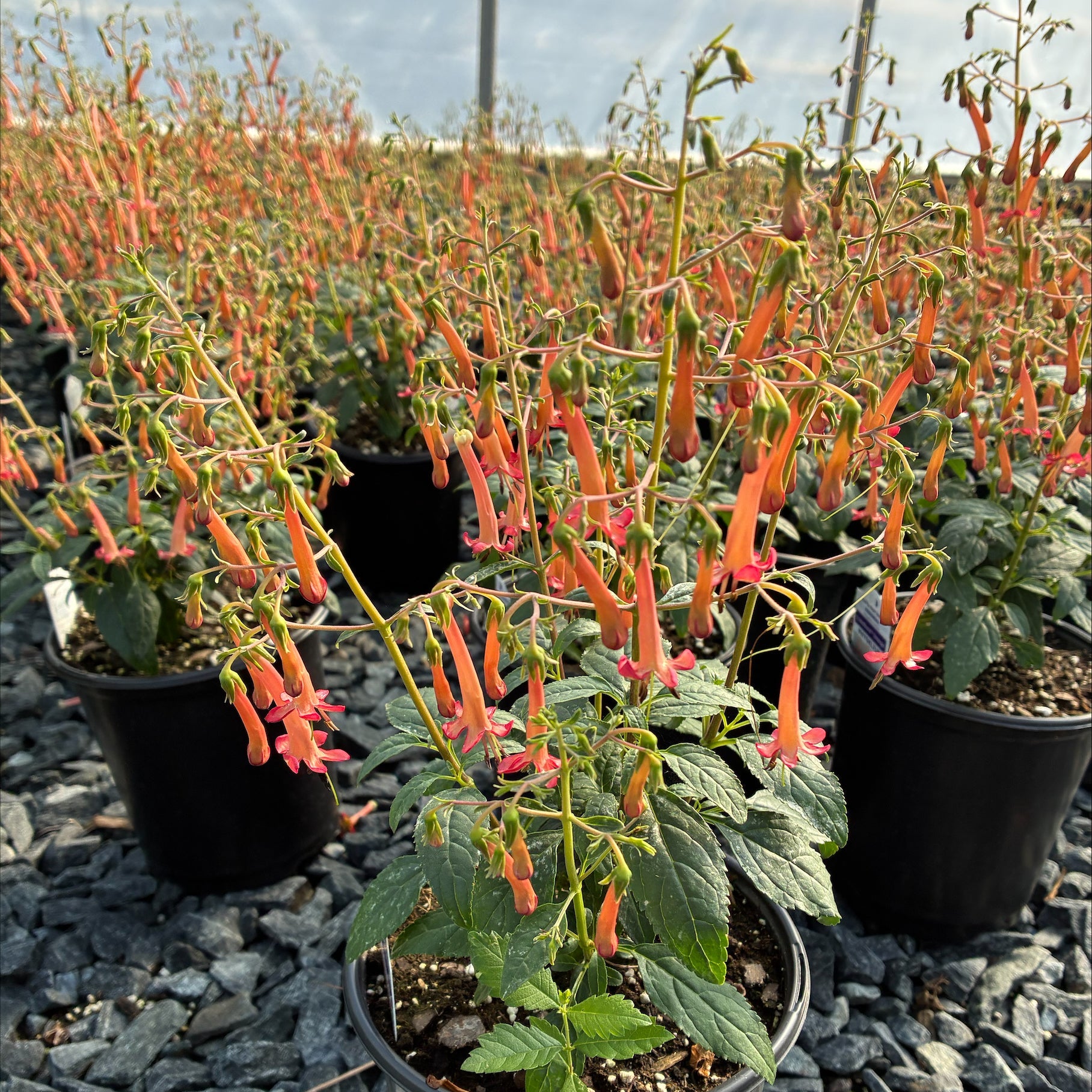 Phygelius Colorburst Orange 1G