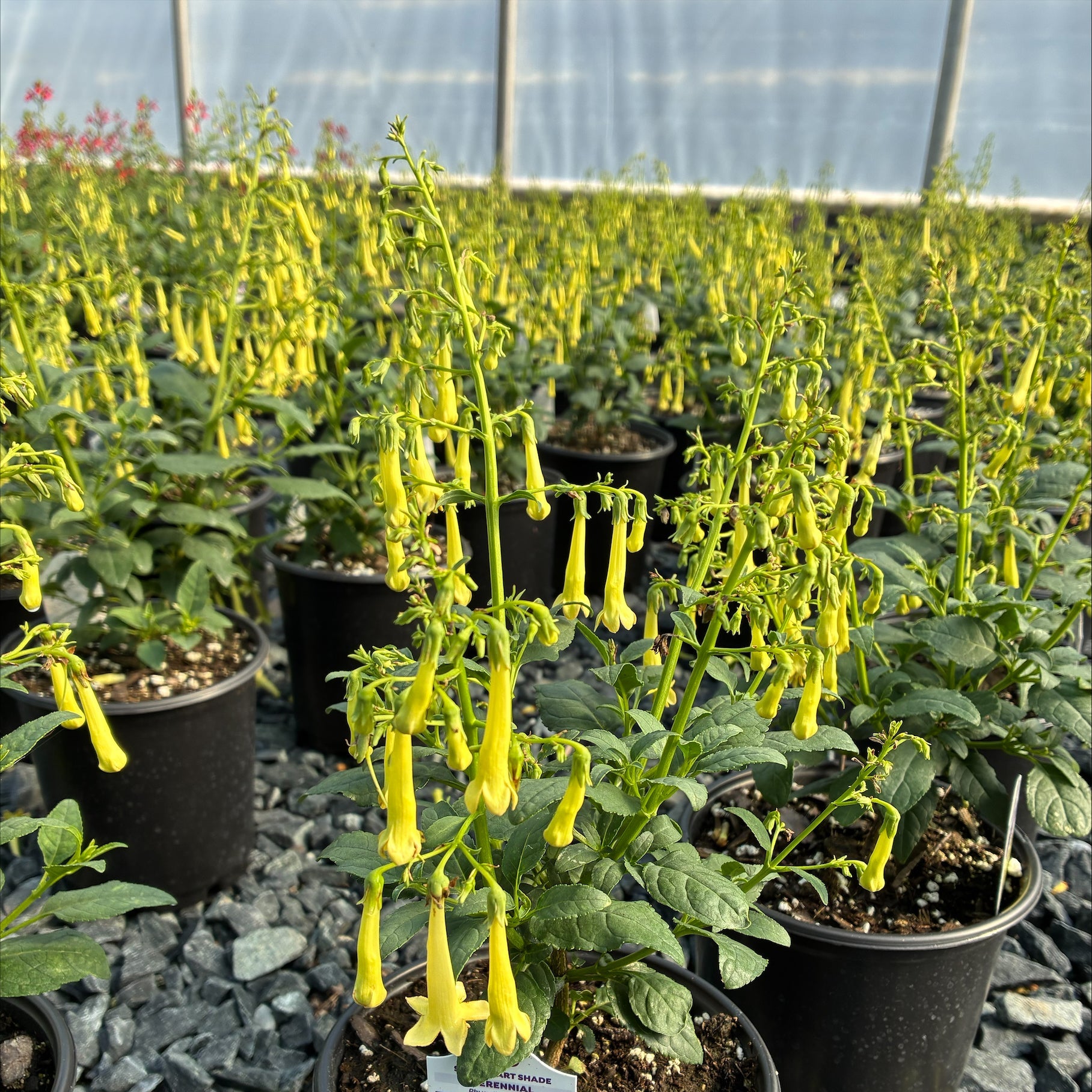 Phygelius Colorburst Yellow 1G