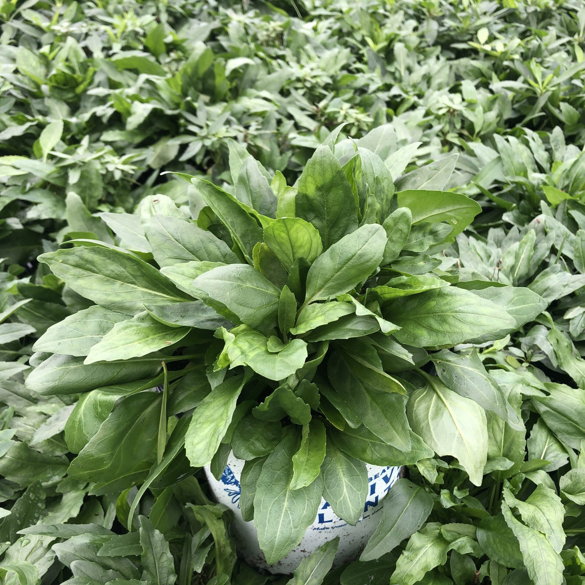 Physostegia virginiana 1G