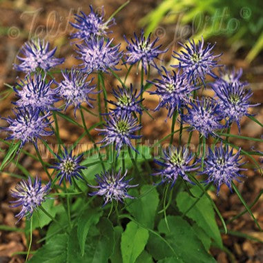 Phyteuma scheuchzeri 3.25"