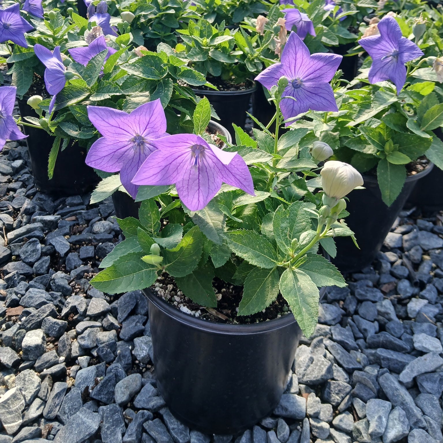 Platycodon grandiflorus Sentimental Blue 1G