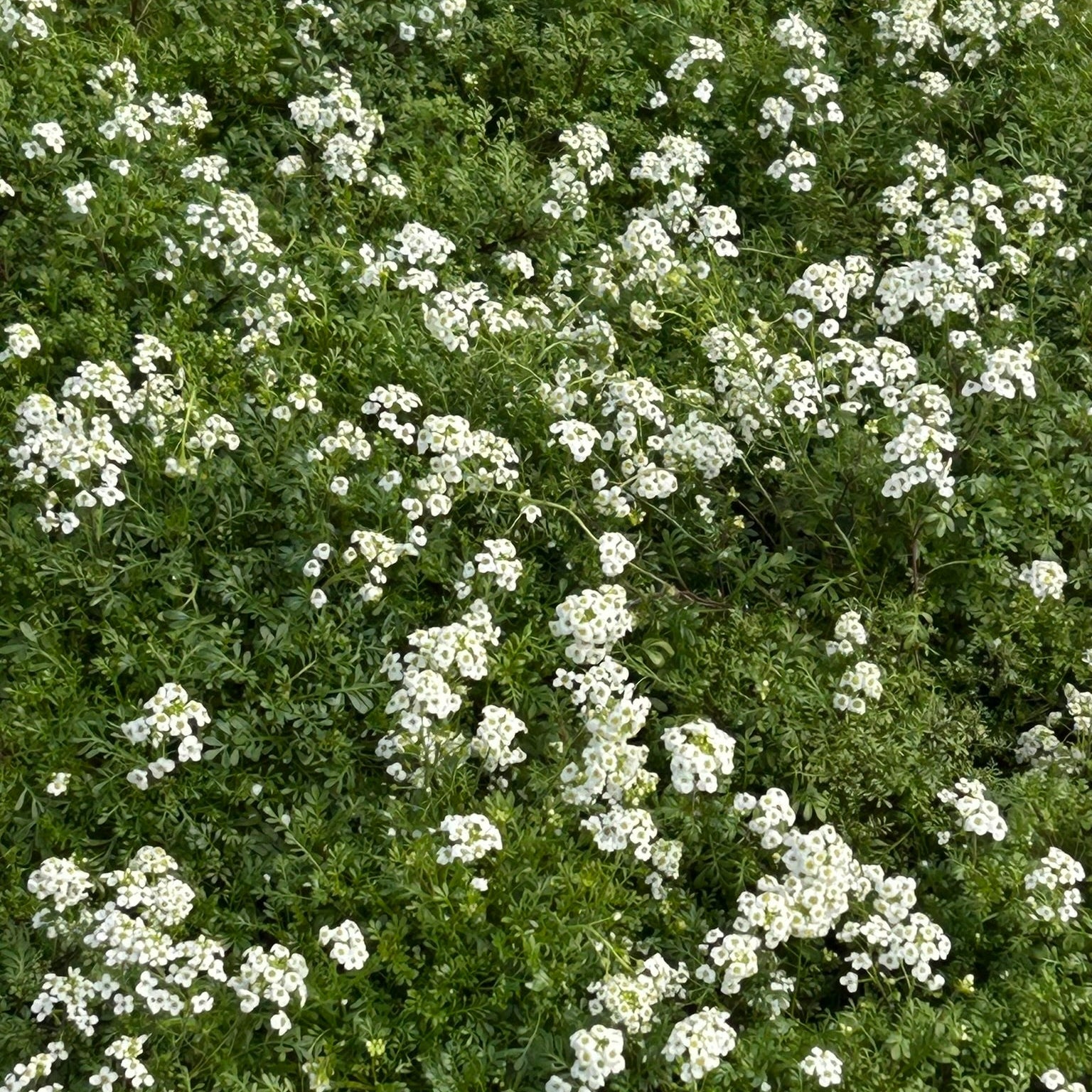 Pritzelago alpina Ice Cube White 1Q