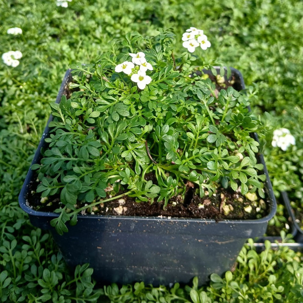 Pritzelago alpina Ice Cube White 1Q